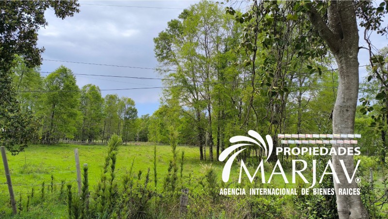 Vende Parcela 5000Mt2 Villarrica -Freire