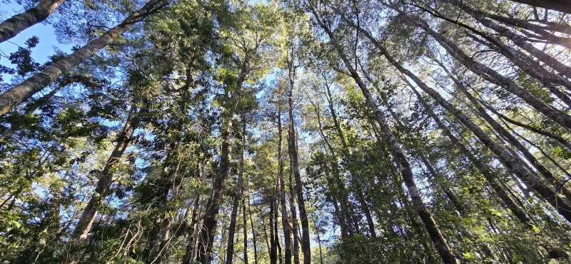 Venta Casa en Parcela de 5.160 Mts Con Bosque Coñaripe