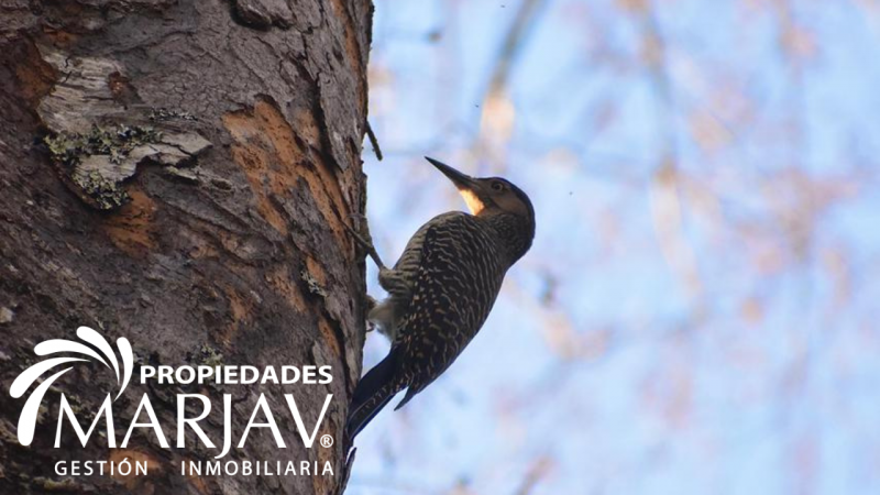 Venta Casa 3D 2B, Chesque Alto Km 10 Villarrica- Lican Ray