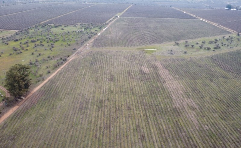 Campo Agricola Con Viñedos, Subdividido Cauquenes