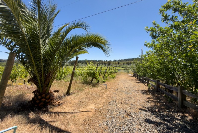 Precioso Campo Con Casa en la Higuera, Cauquenes
