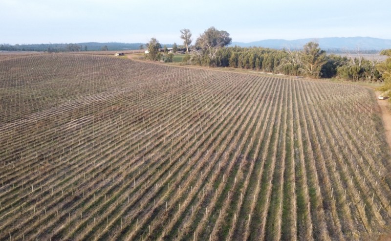 Campo Agricola Con Viñedos, Subdividido Cauquenes