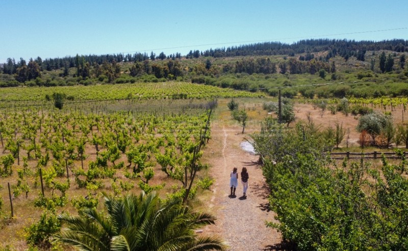 Precioso Campo Con Casa en la Higuera, Cauquenes