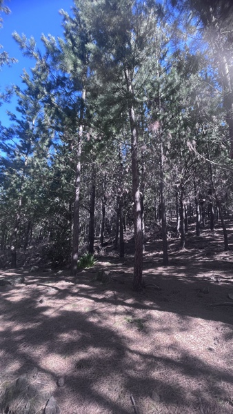 Campo Con Bosque de Pino de 14 Años