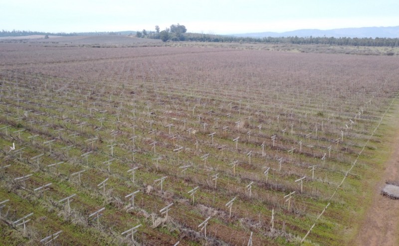 Campo Agricola Con Viñedos, Subdividido Cauquenes