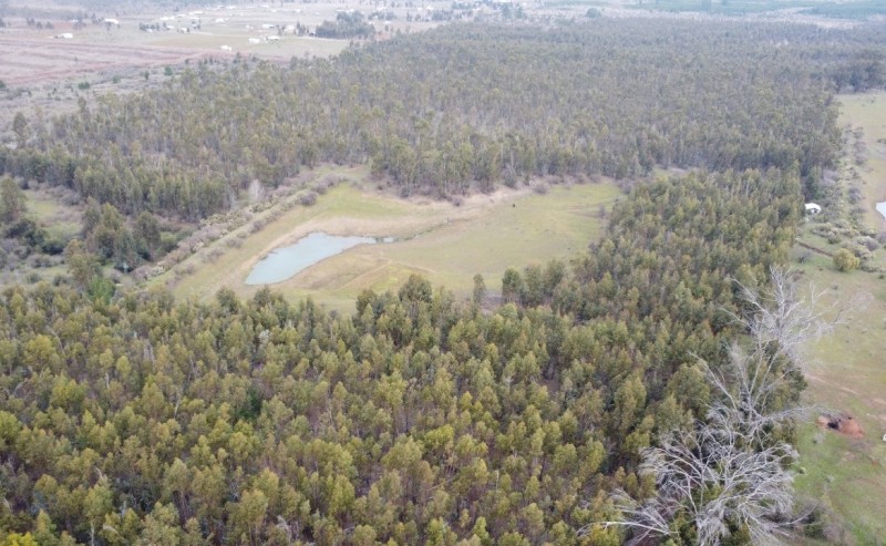 Campo Agricola Con Viñedos, Subdividido Cauquenes