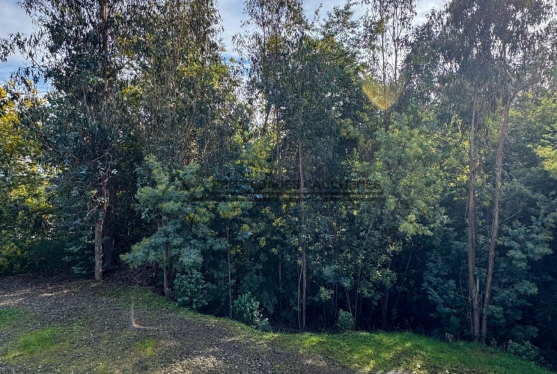 ¡acogedora Casa en Venta Cerca de Pelluhue! 🏡