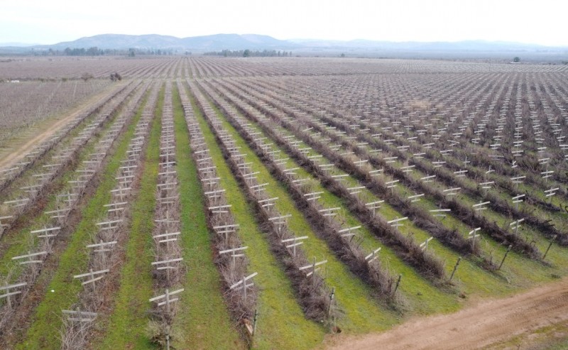 Campo Agricola Con Viñedos, Subdividido Cauquenes