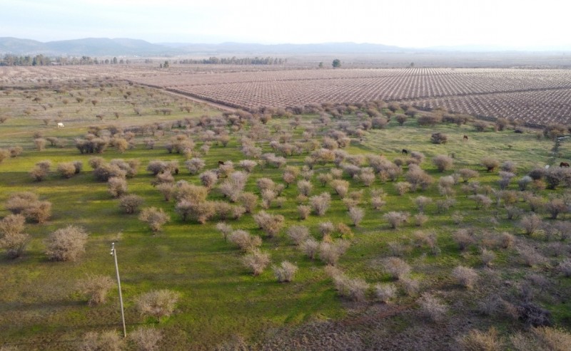 Campo Agricola Con Viñedos, Subdividido Cauquenes