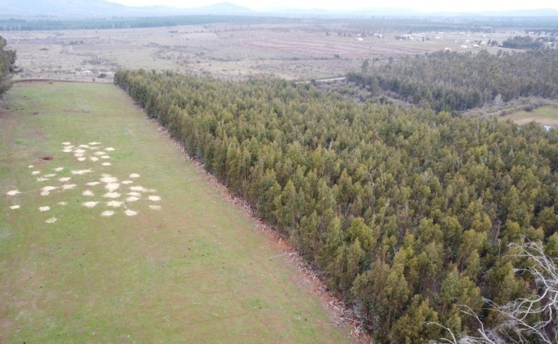 Campo Agricola Con Viñedos, Subdividido Cauquenes