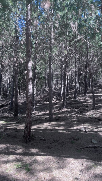 Campo Con Bosque de Pino de 14 Años