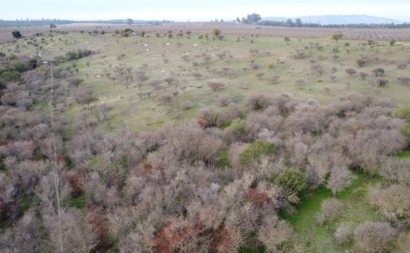 Campo Agricola Con Viñedos, Subdividido Cauquenes