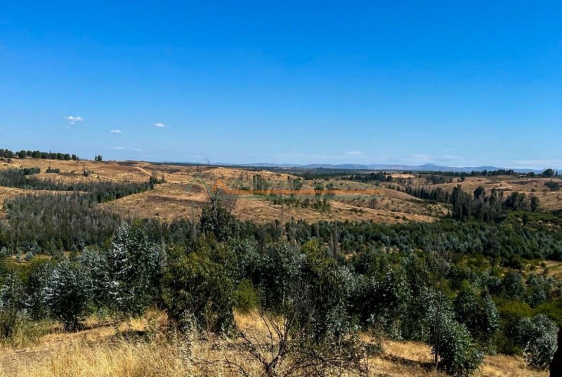 Campo de 36,5 Ha, Camino A Molco