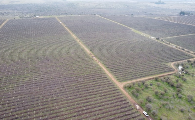 Campo Agricola Con Viñedos, Subdividido Cauquenes