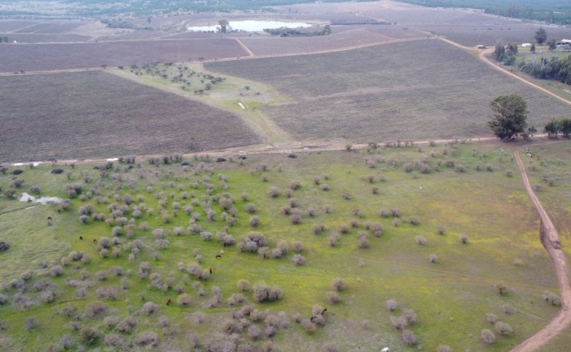 Campo Agricola Con Viñedos, Subdividido Cauquenes