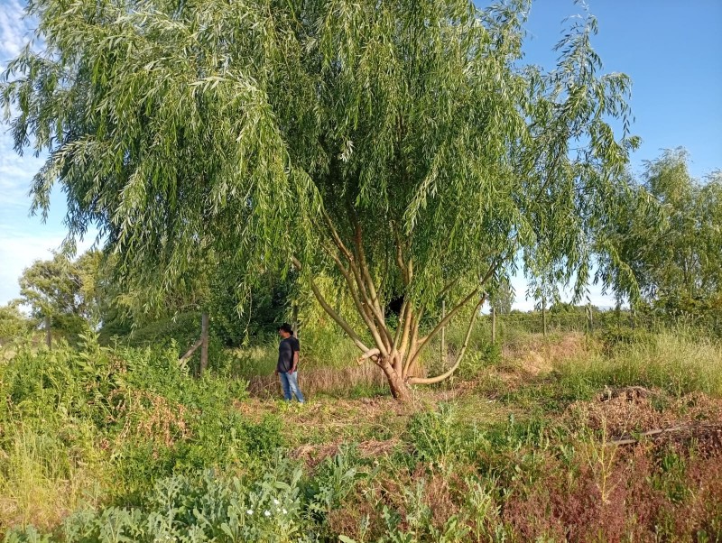 Exclusivo Terreno 5.000 M² – el Plumero (Condominio)