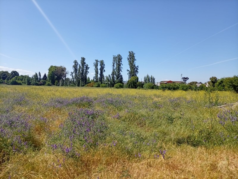 Terreno Comercial 33.000 M² en Pleno Centro de San Javier /