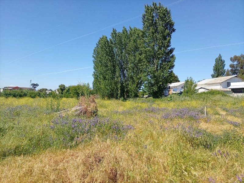 Terreno Comercial 33.000 M² en Pleno Centro de San Javier /