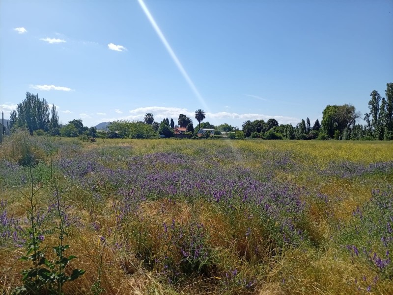 Terreno Comercial 33.000 M² en Pleno Centro de San Javier /