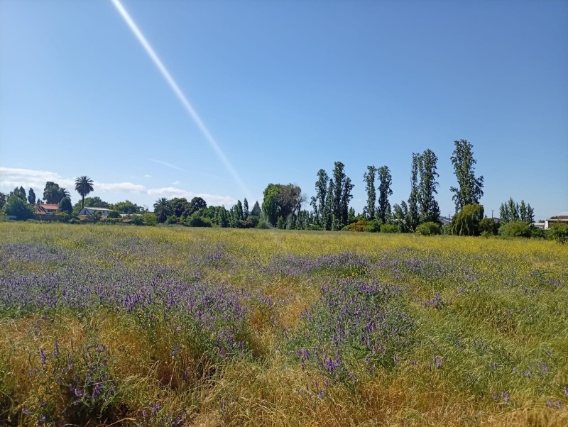 Terreno Comercial 33.000 M² en Pleno Centro de San Javier /