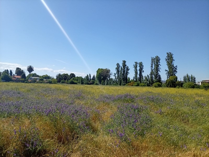 Terreno Comercial 33.000 M² en Pleno Centro de San Javier /