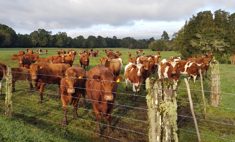 Terreno en Entorno Privado Con Alta Plusvalía Puerto Varas