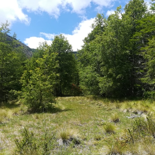 Pucon / Venta Parcela 5.000 Mts2 App Paraiso Escondido