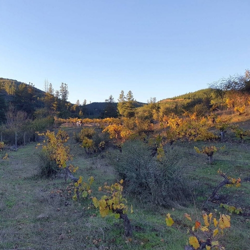 Curepto / Venta Parcela 50.000 Mts2 Casa 4D 4B Gualleco