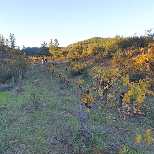 Curepto / Venta Parcela 50.000 Mts2 Casa 4D 4B Gualleco