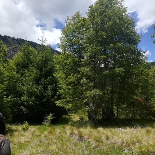 Pucon / Venta Parcela 5.000 Mts2 App Paraiso Escondido