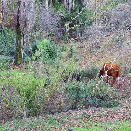 Curepto / Venta Parcela 50.000 Mts2 Casa 4D 4B Gualleco