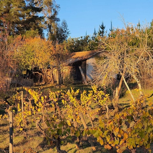 Curepto / Venta Parcela 50.000 Mts2 Casa 4D 4B Gualleco