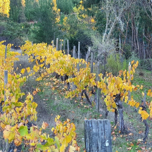 Curepto / Venta Parcela 50.000 Mts2 Casa 4D 4B Gualleco