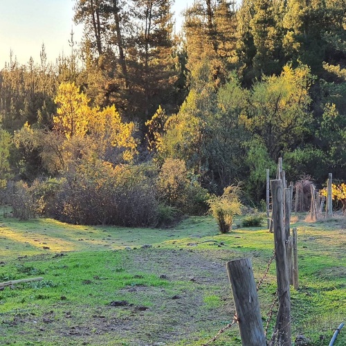 Curepto / Venta Parcela 50.000 Mts2 Casa 4D 4B Gualleco