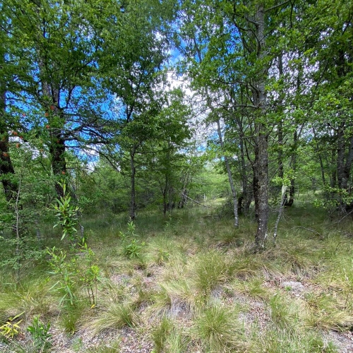 Pucon / Venta Parcela 5.000 Mts2 App Paraiso Escondido