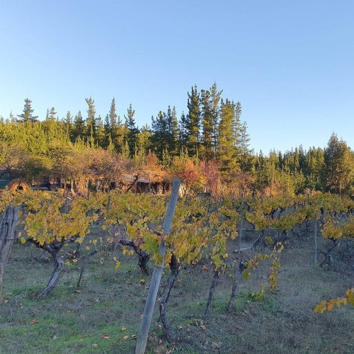 Curepto / Venta Parcela 50.000 Mts2 Casa 4D 4B Gualleco