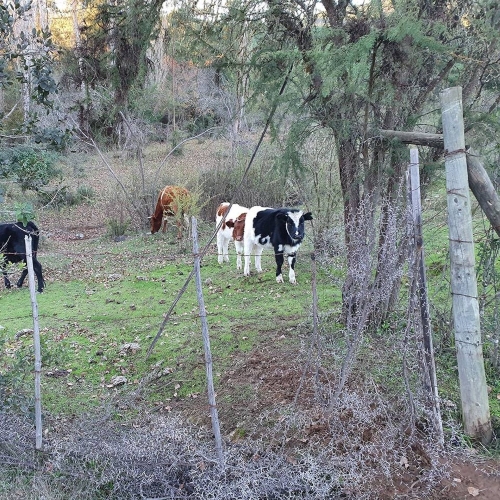 Curepto / Venta Parcela 50.000 Mts2 Casa 4D 4B Gualleco