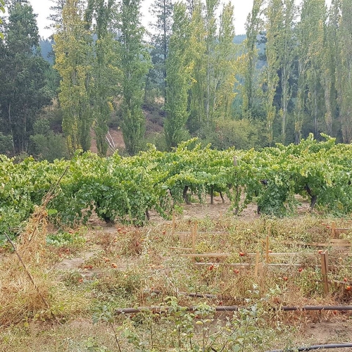 Curepto / Venta Parcela 50.000 Mts2 Casa 4D 4B Gualleco