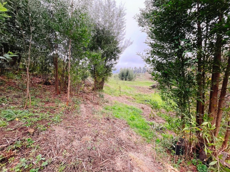 Se Vende Parcela de 5.500 Mts2 en los Maquis, San Rafael
