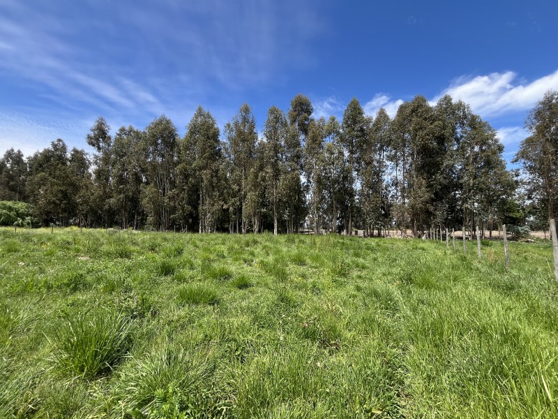 Venta Casa Principal y Casa Anexa en Parcela de 5Mil Mts2.