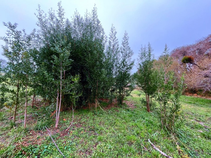 Se Vende Parcela de 5.500 Mts2 en los Maquis, San Rafael