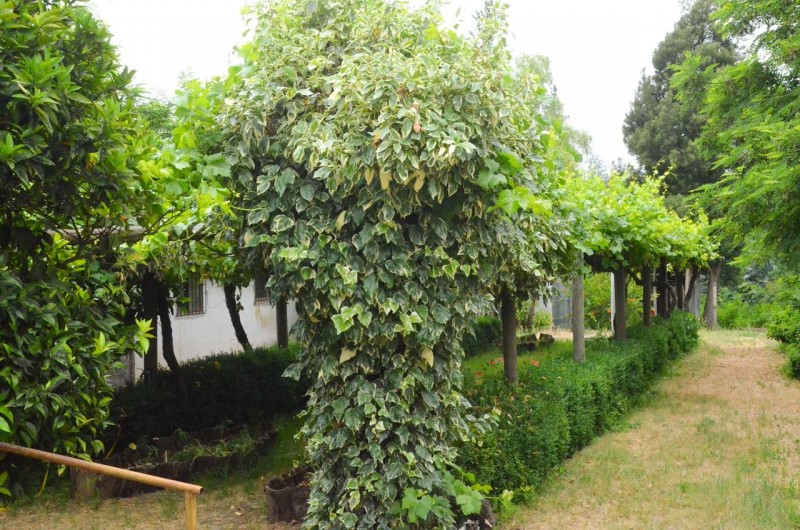 Casa en Venta Teniente Cruz Teno 4D2B