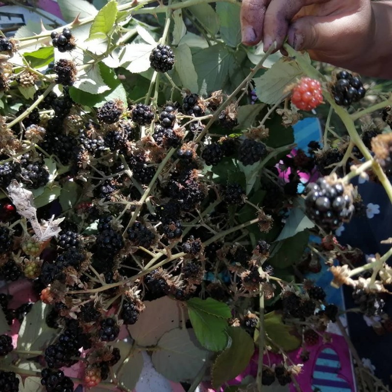 Vendo Terreno en San Fabián de Alico, Región de Ñuble