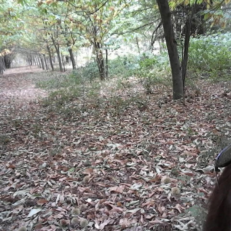 Vendo Terreno en San Fabián de Alico, Región de Ñuble