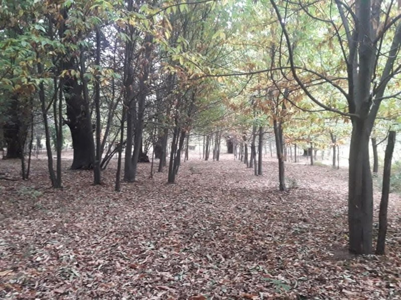 Vendo Terreno en San Fabián de Alico, Región de Ñuble