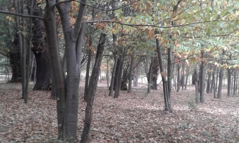 Vendo Terreno en San Fabián de Alico, Región de Ñuble