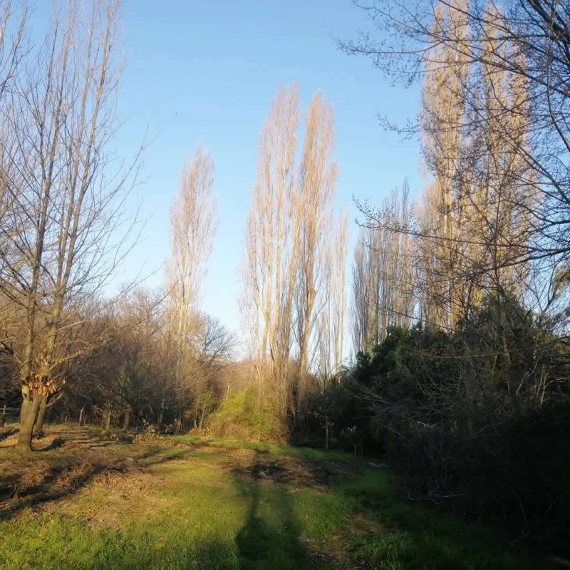 Vendo Terreno en San Fabián de Alico, Región de Ñuble