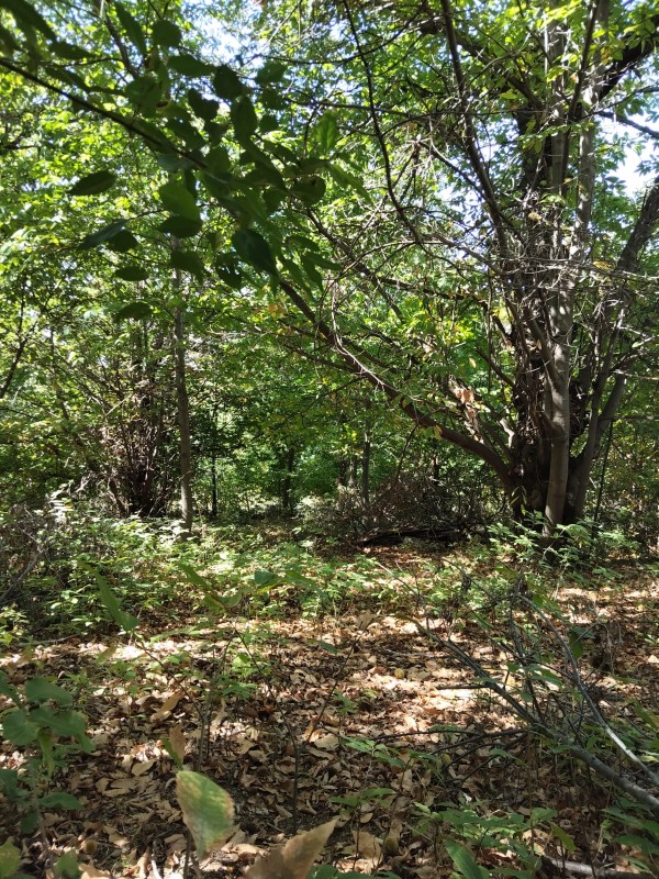 Vendo Terreno en San Fabián de Alico, Región de Ñuble