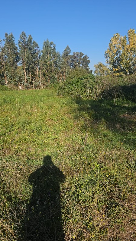 Se Vende Parcela 5000M2 en Yerbas Buenas