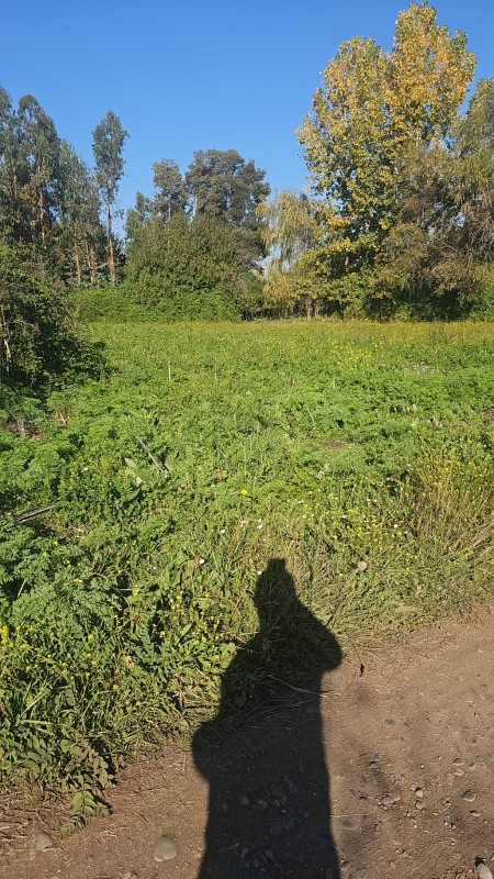 Se Vende Parcela 5000M2 en Yerbas Buenas